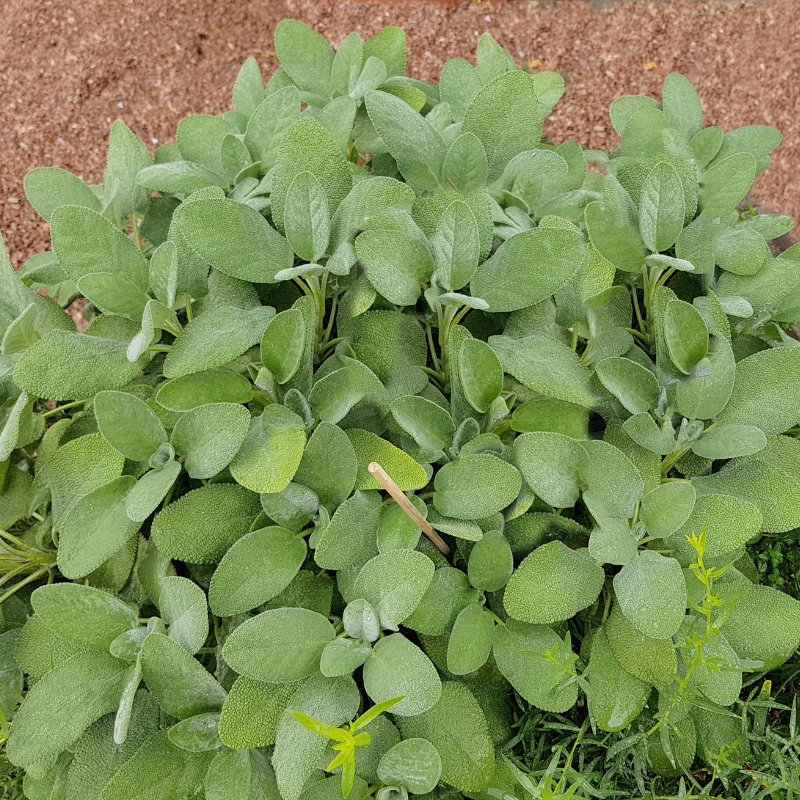 Broadleaf Sage Roots Sage ‘Broadleaf’ (Salvia officinalis) – Aromatic, wide-leaf variety wi ...