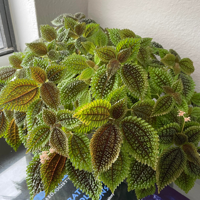 moon valley house plant Pilea Moon Valley Plant Plug (Pilea involucrata 'Moon Valley') – Uniqu – Terra Mater Gardens