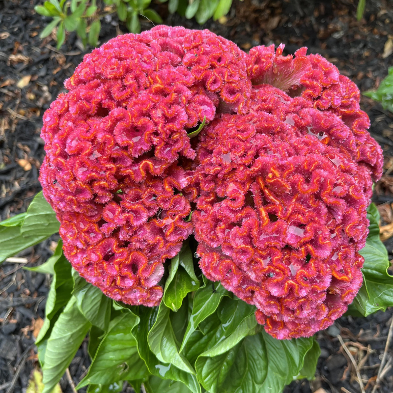 coral gardens mix cockscomb celosia flower jocad 100 seeds King Coral Celosia Organic Seeds (Celosia cristata) – Unique coral-lik – Terra Mater Gardens