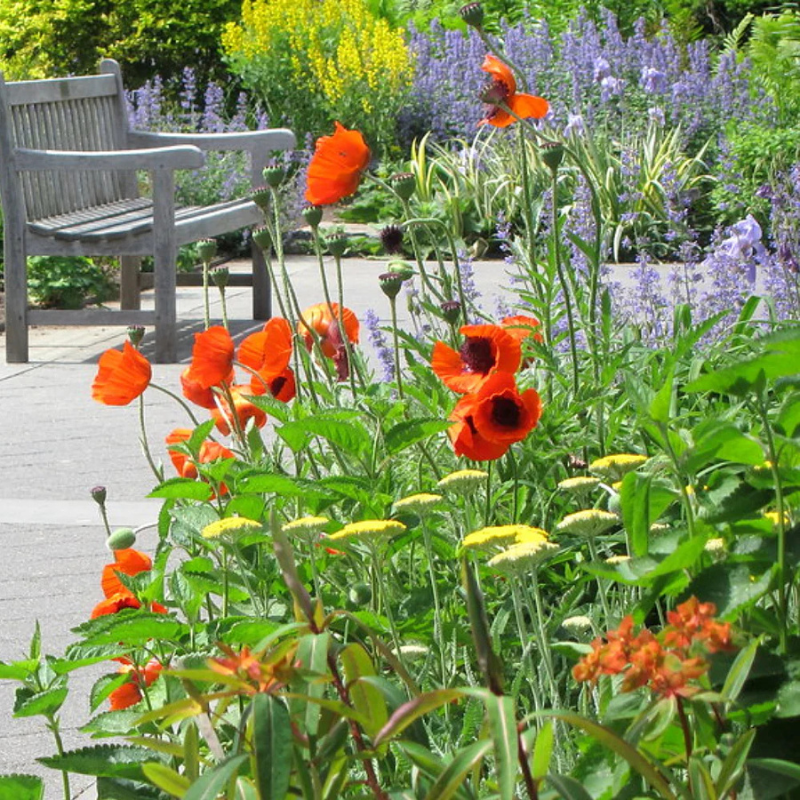 orange poppy seeds for planting Prince Orange Poppy Organic Seeds (Papaver rhoeas) – Brilliant orange- – Terra Mater Gardens