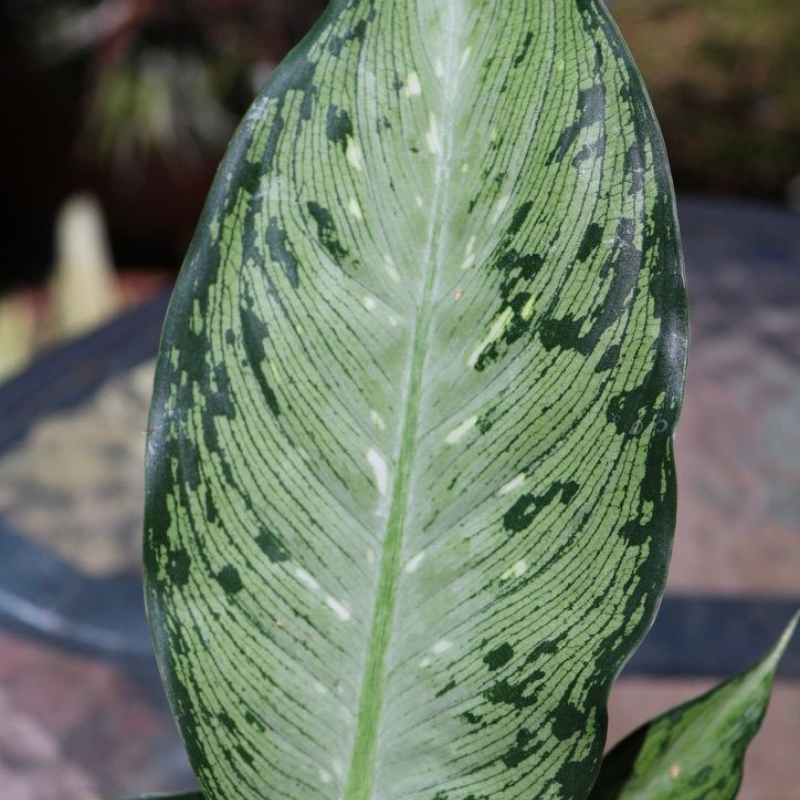 dieffenbachia tiki plant Dieffenbachia Tiki Plant Plug (Dieffenbachia hybrid) – Striking tropic – Terra Mater Gardens