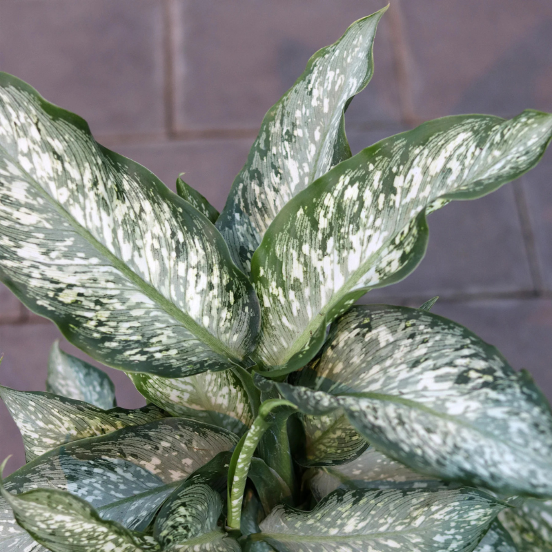 dieffenbachia hybrid plant Dieffenbachia Tiki Plant Plug (Dieffenbachia hybrid) – Striking tropic – Terra Mater Gardens
