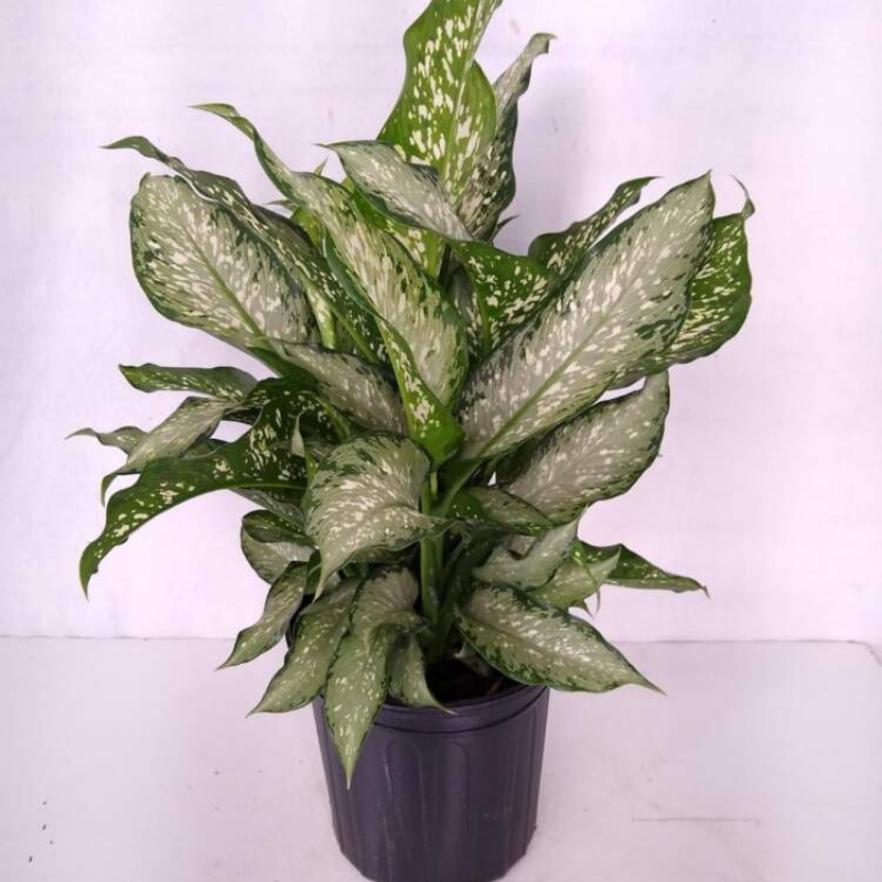 dieffenbachia hybrid Dieffenbachia Tiki Plant Plug (Dieffenbachia hybrid) – Striking tropic – Terra Mater Gardens