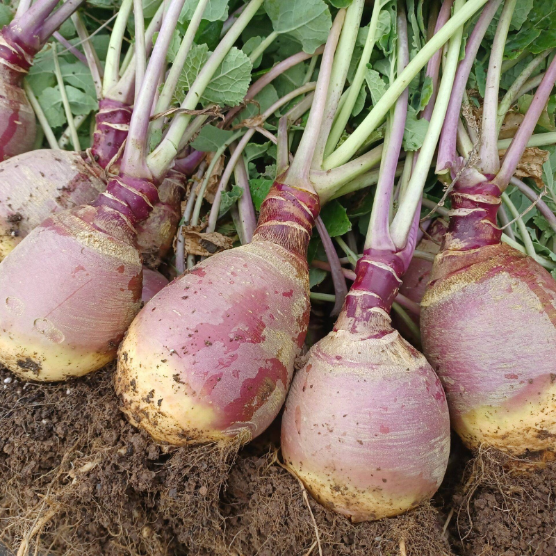 Psychedelic Rutagaba Rutabaga – Terra Mater Gardens