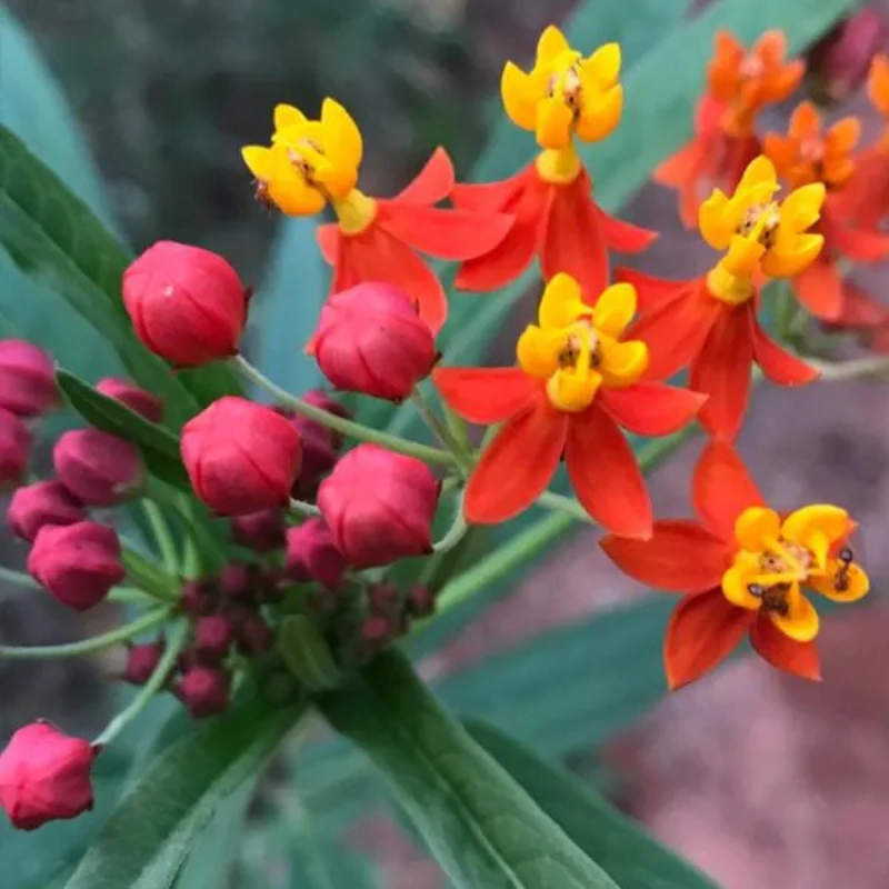 blood flower milkweed seeds Milkweed Bloodflower Seeds (Asclepias curassavica) – Vibrant red and o – Terra Mater Gardens