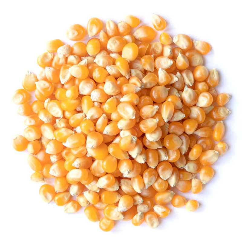popcorn plant seeds for sale Yellow Popcorn Organic Seeds (Zea mays everta) – Heirloom popping corn – Terra Mater Gardens