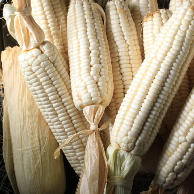 white corn seeds for planting Hickory King White Corn Organic Seeds (Zea mays) – A Southern heirloom –  Terra Mater Gardens