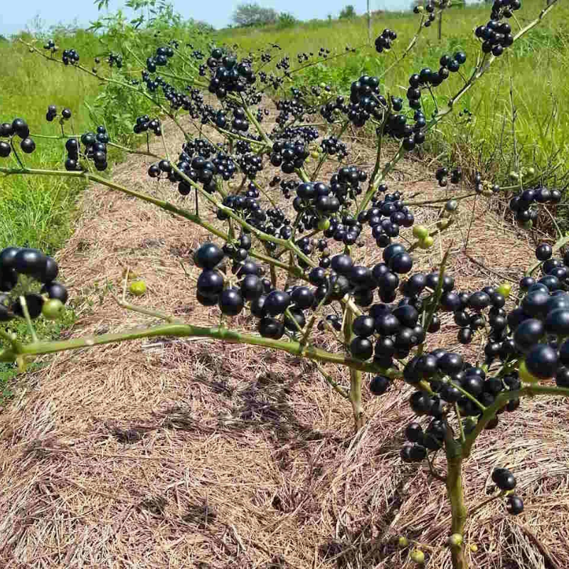 garden huckleberry seeds Garden Huckleberry (Solanum scabrum) Seeds