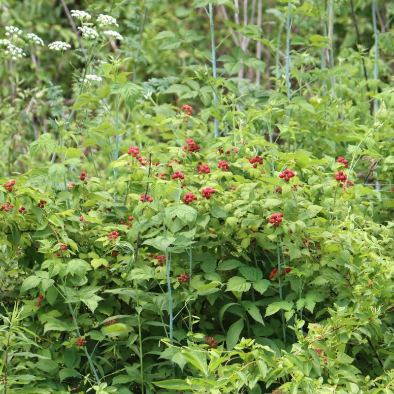 raspberry seed planting Black Raspberry Bush Seeds Organic (Rubus occidentalis) – Native berry bush with dark, nutritious fruits and thorny canes. A favorite for jams,