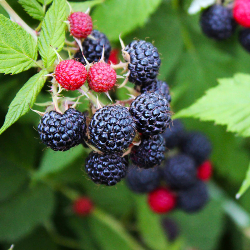 planting black raspberry seeds Black Raspberry Bush Seeds Organic (Rubus occidentalis) – Native berry bush with dark, nutritious fruits and thorny canes. A favorite for jams,