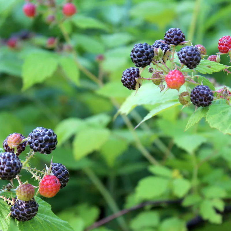 planting black raspberry seeds Black Raspberry Bush Seeds Organic (Rubus occidentalis) – Native berry bush with dark, nutritious fruits and thorny canes. A favorite for jams,