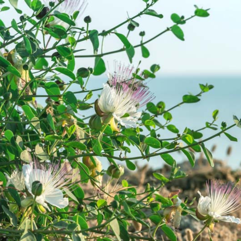 caper plant seeds Caper Seeds Organic (Capparis spinosa) – Grow your own gourmet capers! – Terra Mater Gardens