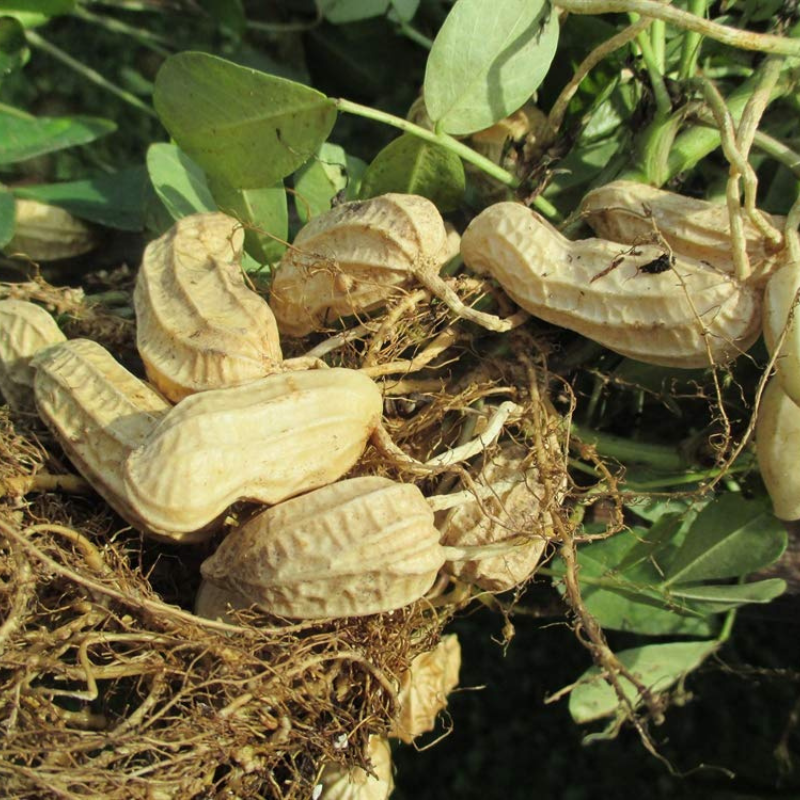heirloom peanut seeds for planting Wild Jungle Peanut Seeds (Arachis hypogaea) – Rare heirloom peanuts wi – Terra Mater Gardens