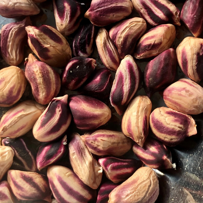 heirloom peanut seeds for planting Wild Jungle Peanut Seeds (Arachis hypogaea) – Rare heirloom peanuts with striped shells and rich, earthy flavor. Grown in the Amazon and packed with