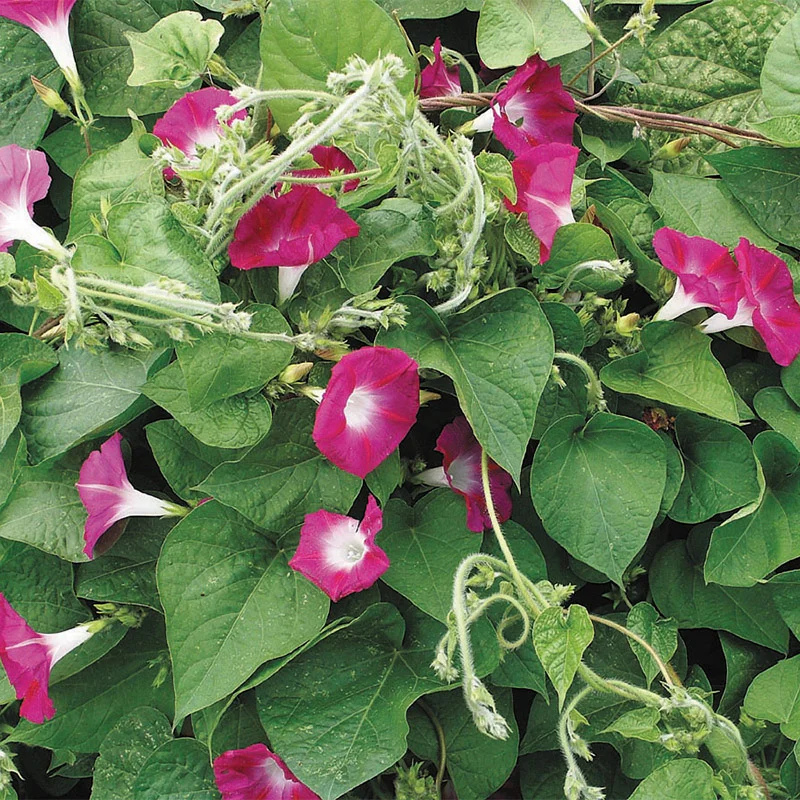 red morning glory seeds Scarlet O'Hara Morning Glory Seeds (Ipomoea nil) – Deep red, trumpet-s – Terra Mater Gardens