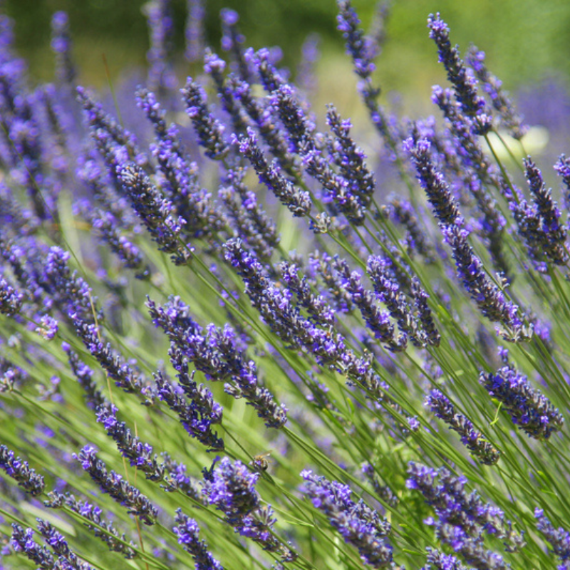 english lavender plug plants Lavender Provence Plant Plug (Lavandula x intermedia 'Provence') – Fragrant  Perennial Herb for Culinary and Ornamental Use