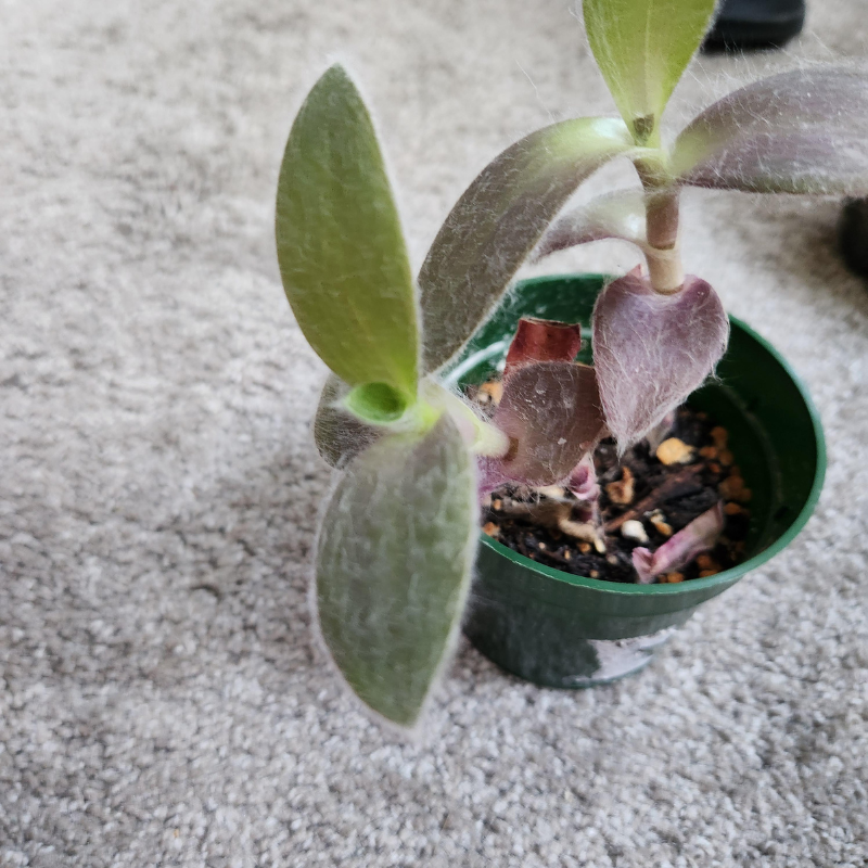 purple fuzzy house plant Tradescantia Purple Fuzzy Plant Plug (Tradescantia sillamontana) – Str – Terra Mater Gardens