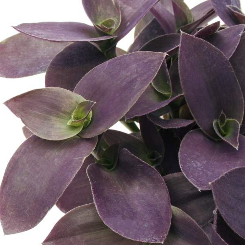 purple house plant fuzzy leaves Tradescantia Purple Fuzzy Plant Plug (Tradescantia sillamontana) – Str – Terra Mater Gardens