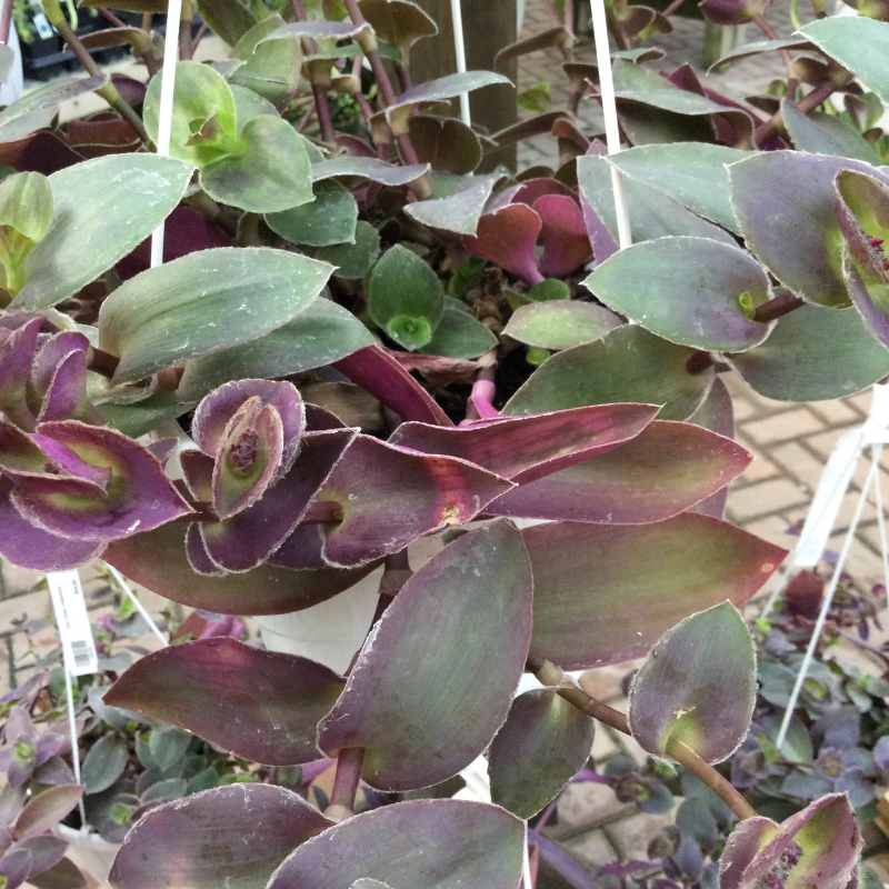 purple fuzzy indoor plant Tradescantia Purple Fuzzy Plant Plug (Tradescantia sillamontana) – Str – Terra Mater Gardens