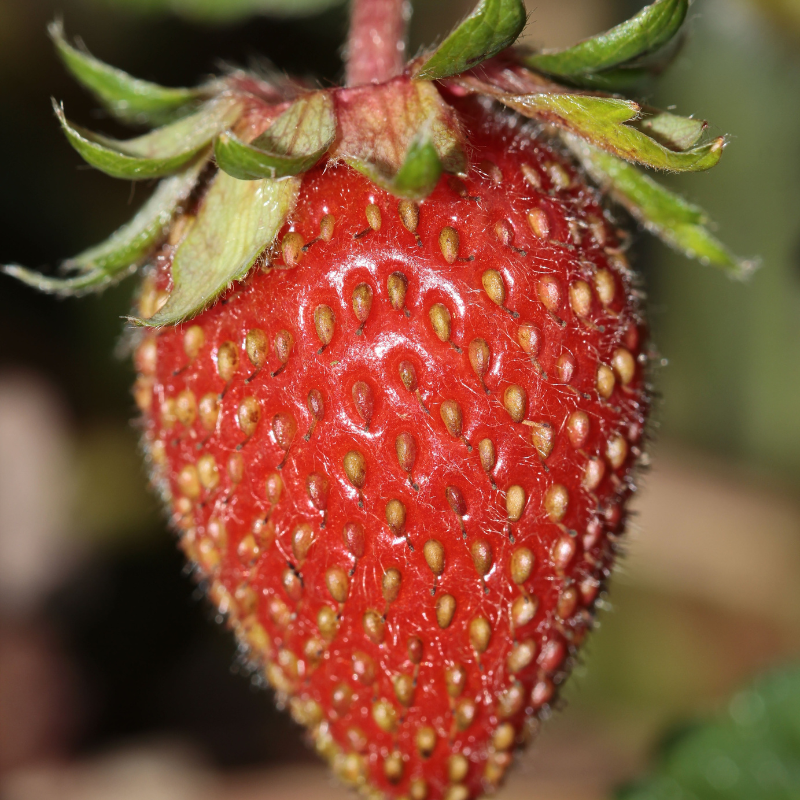 Heritage Strawberry Organic Seeds (Fragaria vesca) – Alpine strawberry –  Terra Mater Gardens