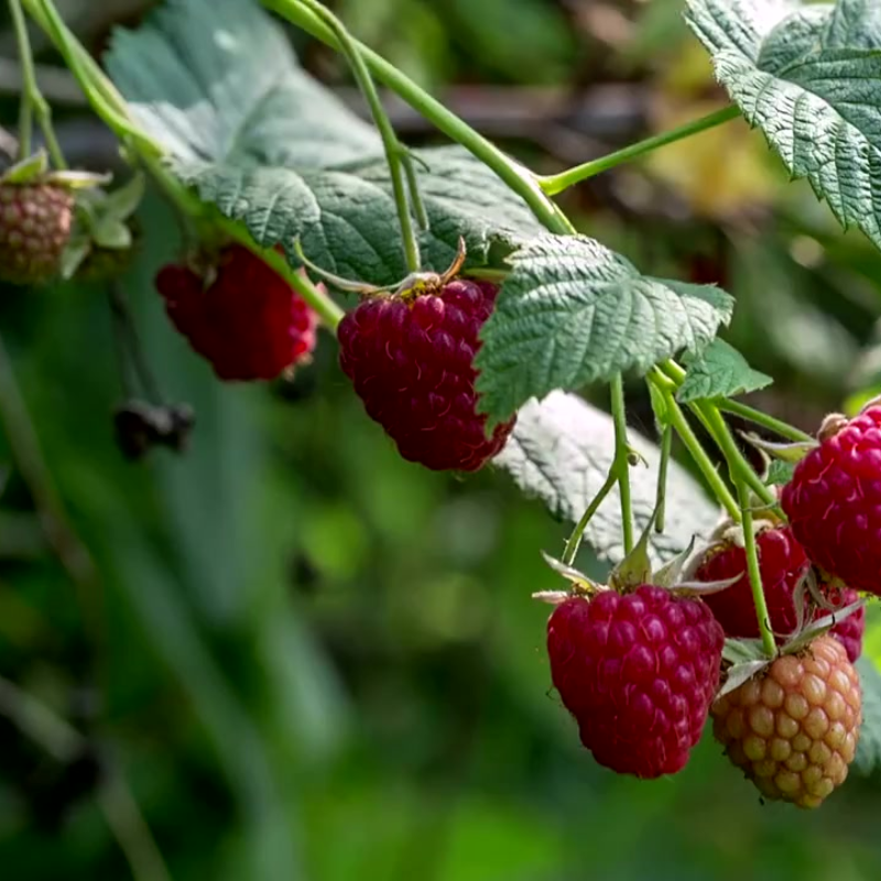 Herritage Raspbery Heritage Raspberry Seeds Organic (Rubus idaeus) – Classic raspberry va ...
