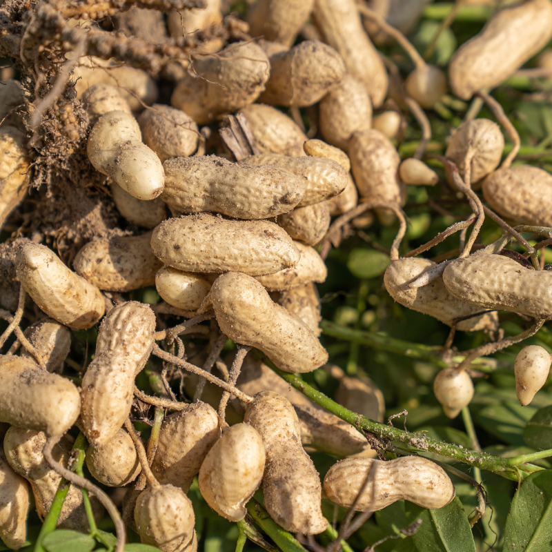 jumbo peanut seeds for planting Virginia Bailey Jumbo Peanut Organic Seeds (Arachis hypogaea) Large, s – Terra Mater Gardens