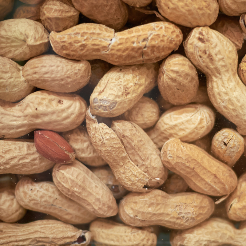 jumbo peanut seeds for planting Virginia Jumbo Peanuts – 10 Seeds