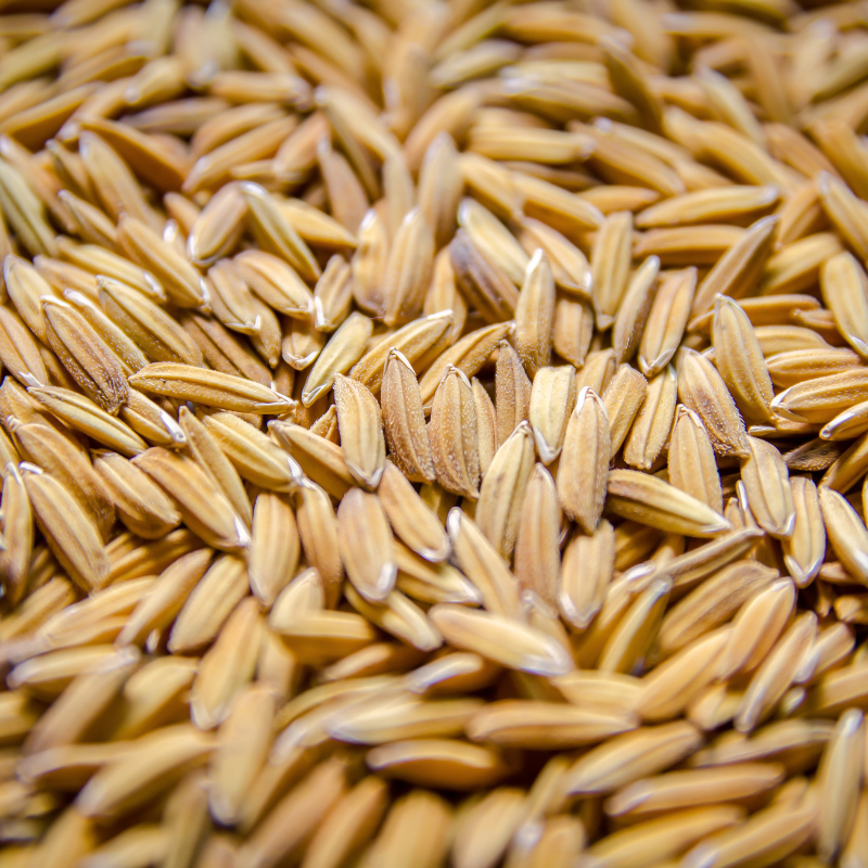 Rex Rice Seed Certified (Oryza sativa 'Rex') Certified long grain rice ...