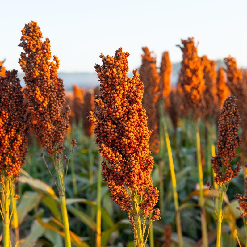 milo seed for planting Milo Grain Sorghum Seed Treated (Sorghum bicolor) Treated grain sorghum seed with drought tolerance and reliable yields. Perfect for feed grain,