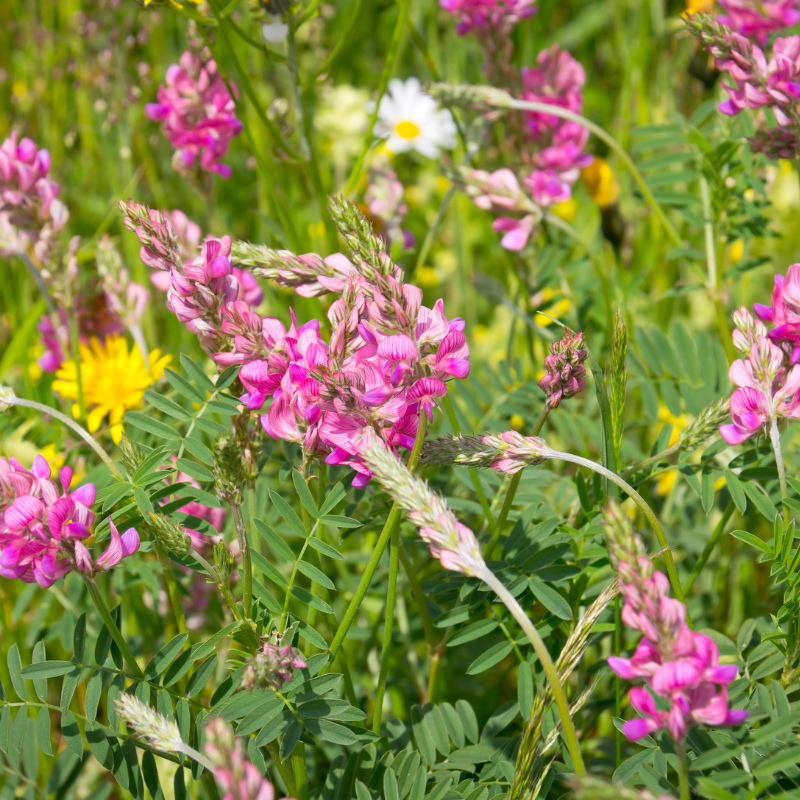 planting sainfoin seed Shoshone Sainfoin Seeds (Onobrychis viciifolia) A non-bloating legume ideal for hay and grazing. Deep-rooted and drought-tolerant, it supports