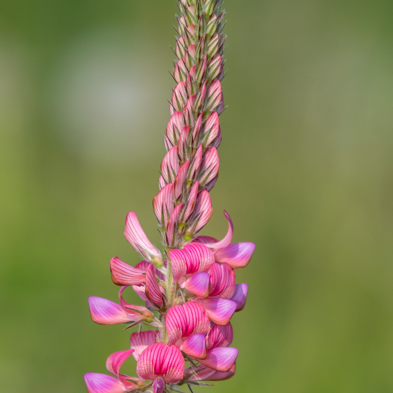 Buguruslanlik qizlar jinsiy aloqa izlaydilar Kokrak hajmi 8