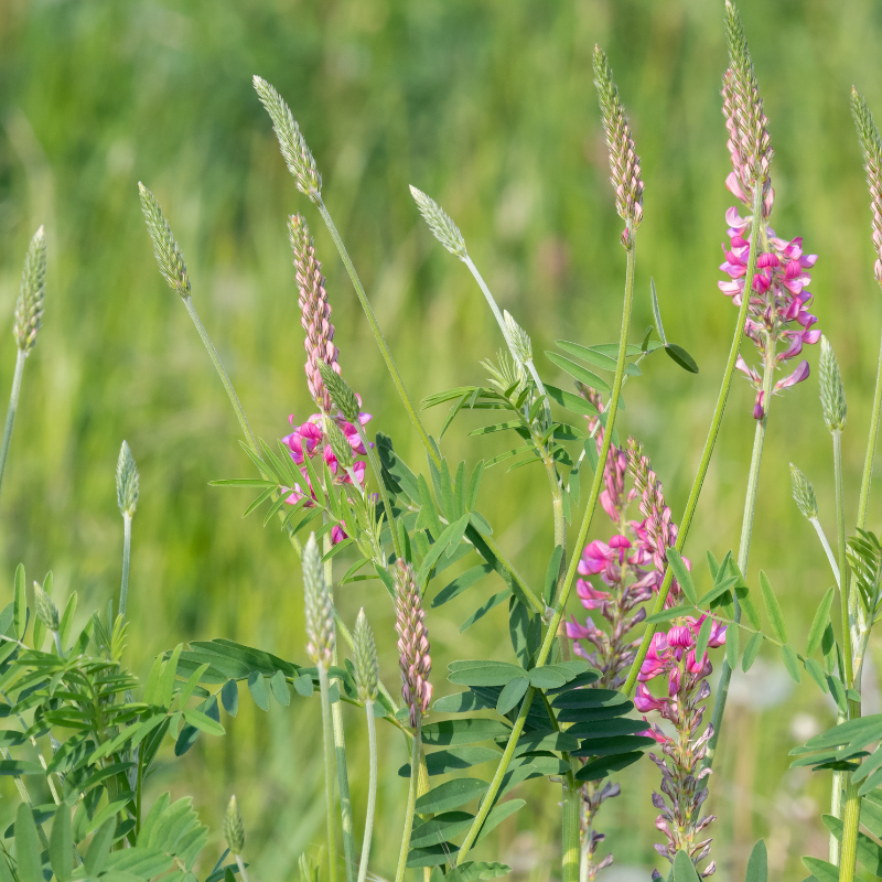 planting sainfoin seed Shoshone Sainfoin Seeds (Onobrychis viciifolia) A non-bloating legume ideal for hay and grazing. Deep-rooted and drought-tolerant, it supports
