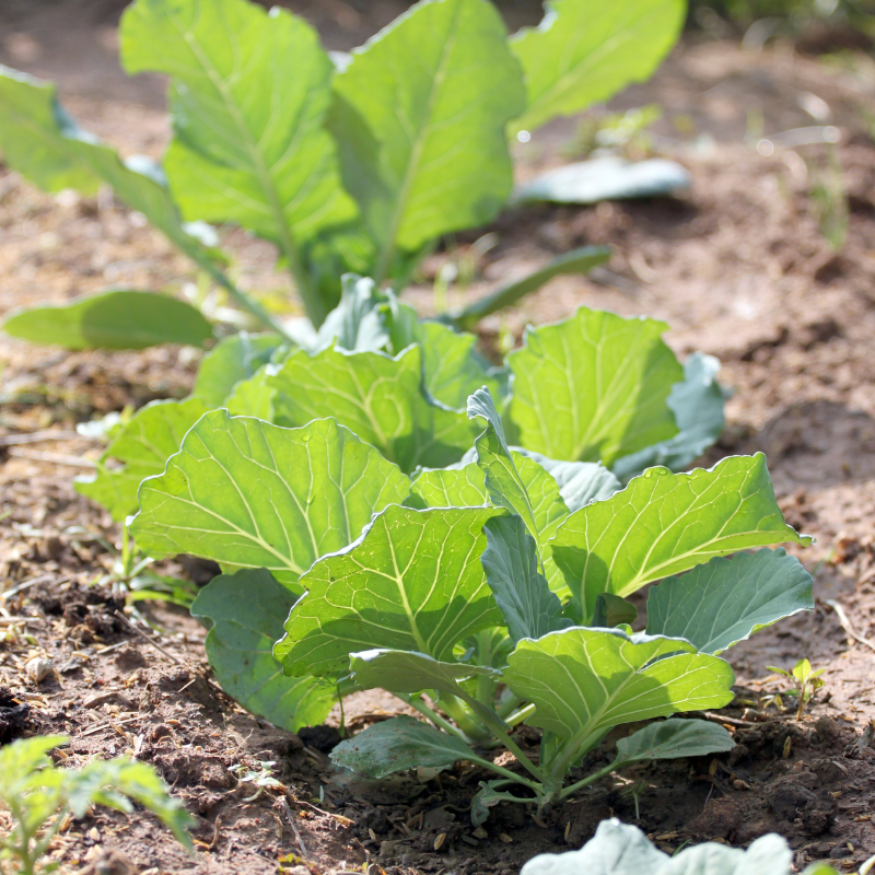 planting brassica seeds Winfred Forage Brassica Seeds (Brassica napus x rapa) Cold-hardy, fast –  Terra Mater Gardens
