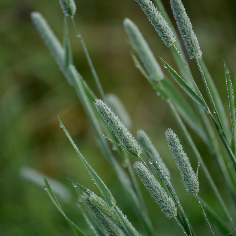 planting timothy hay seed Climax Timothy Seeds (Phleum pratense) A cool-season grass with high f – Terra Mater Gardens