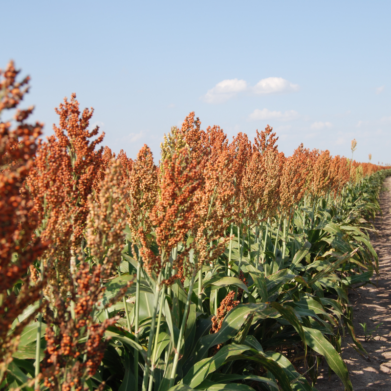 milo seed plant Red Milo Sorghum Seeds (Sorghum bicolor) High-yielding warm-season annual. Drought-tolerant grain sorghum that attracts birds, wildlife, and improves