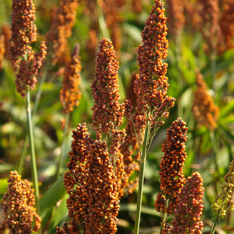 Red Milo Red Milo Sorghum Seeds (Sorghum bicolor) High-yielding warm-season ann ...