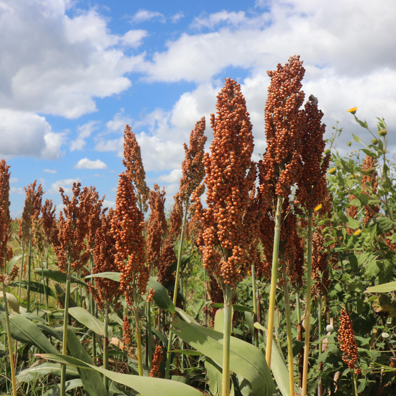 milo seeds for planting Red Milo Sorghum Seeds (Sorghum bicolor) High-yielding warm-season ann – Terra Mater Gardens