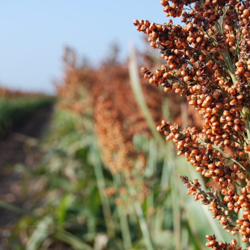 milo seeds for planting Red Milo Sorghum Seeds (Sorghum bicolor) High-yielding warm-season ann – Terra Mater Gardens
