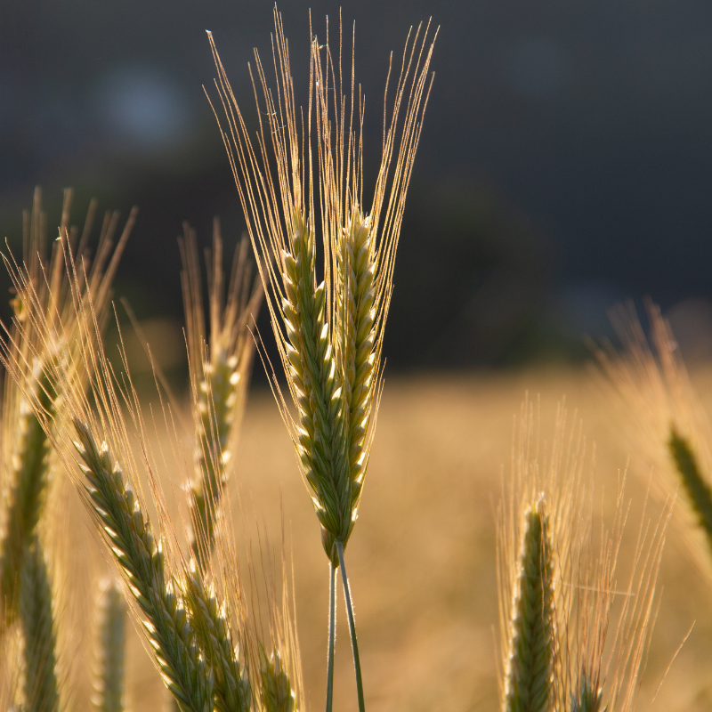 rye seeds for planting Aroostook Rye Seeds (Secale cereale) Winter-hardy cover crop with rapi – Terra Mater Gardens