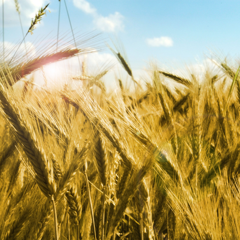Aroostook Rye Aroostook Rye Seeds (Secale cereale) Winter-hardy cover crop with rapi ...