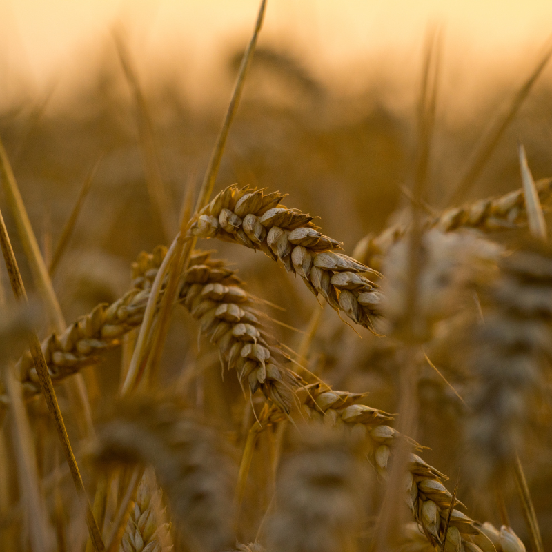 Aroostook Rye Aroostook Rye Seeds (Secale cereale) Winter-hardy cover crop with rapi ...