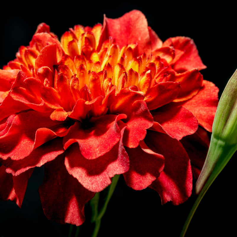 strawberry marigold seeds Strawberry Blonde Marigold Seeds (Tagetes patula) Soft pastel blooms i – Terra Mater Gardens
