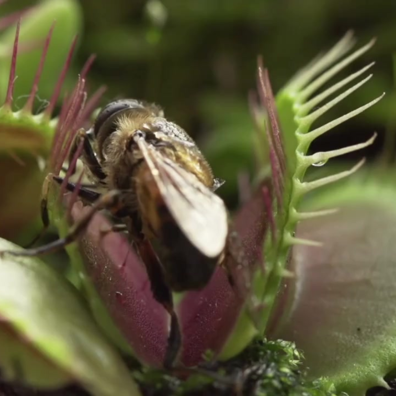 Venus Flytrap Seeds (Dionaea muscipula) Famous carnivorous plant that ...