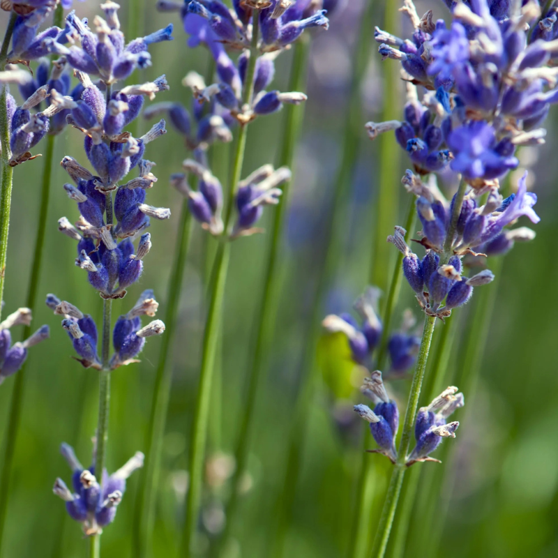 lavender grosso plug plants Lavender Grosso Plant Plug (Lavandula x intermedia 'Grosso') – Fragrant Purple Spikes. Ideal for Dry Gardens and Culinary Uses