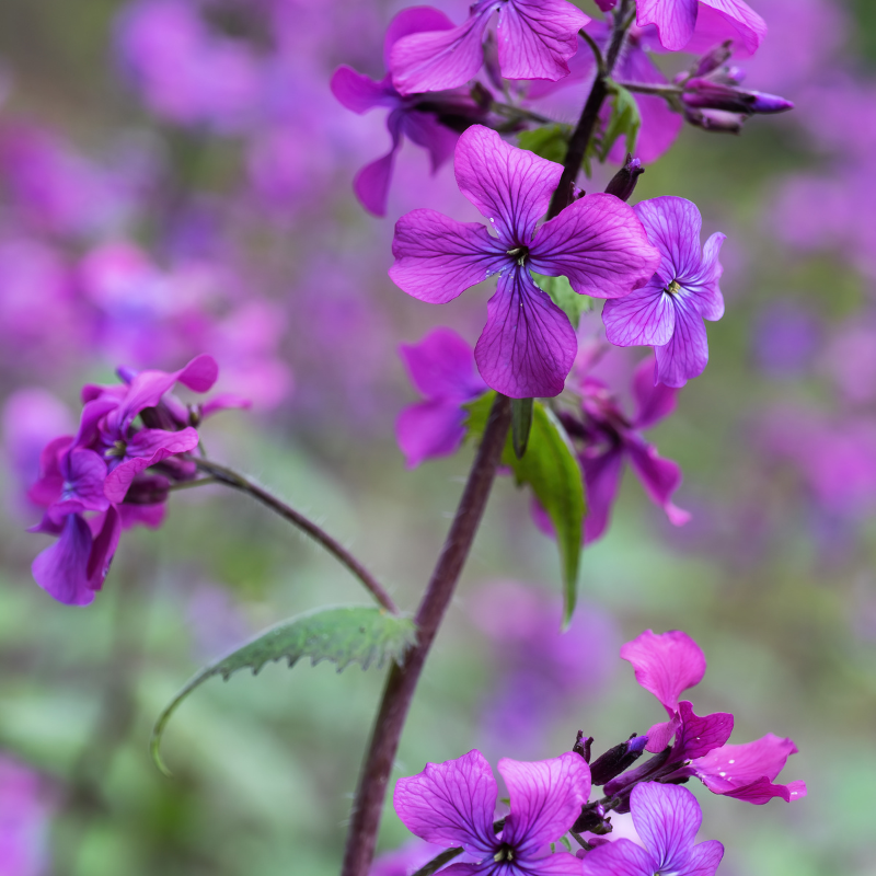 money plant with purple flowers Money Plant Silver Dollars Seeds (Lunaria annua) Purple spring flowers – Terra Mater Gardens