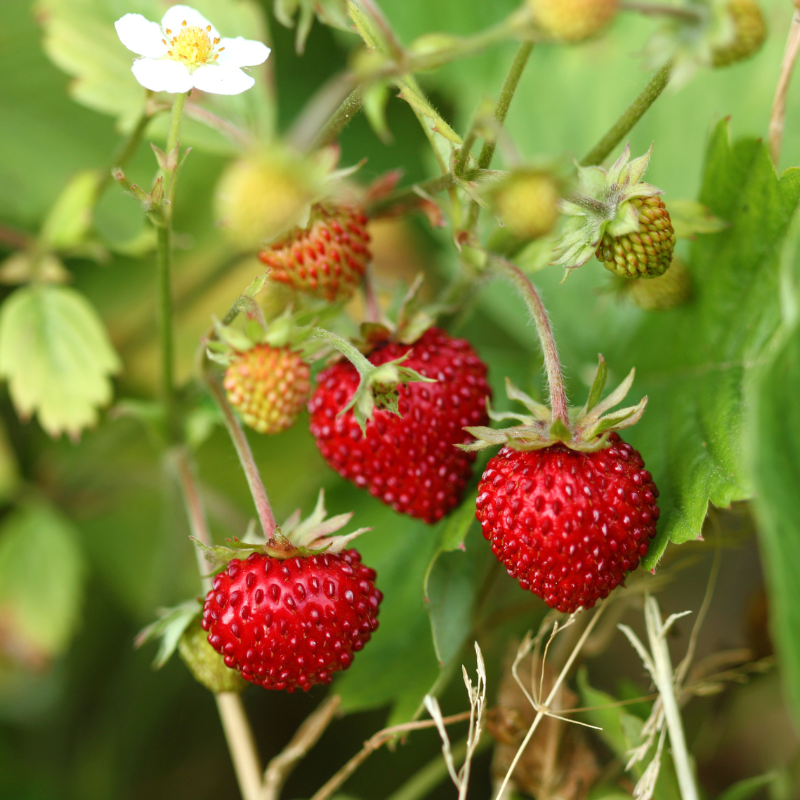 regina strawberry seeds Regina Wild Strawberry Seeds Organic (Fragaria vesca) Delicious, aroma – Terra Mater Gardens