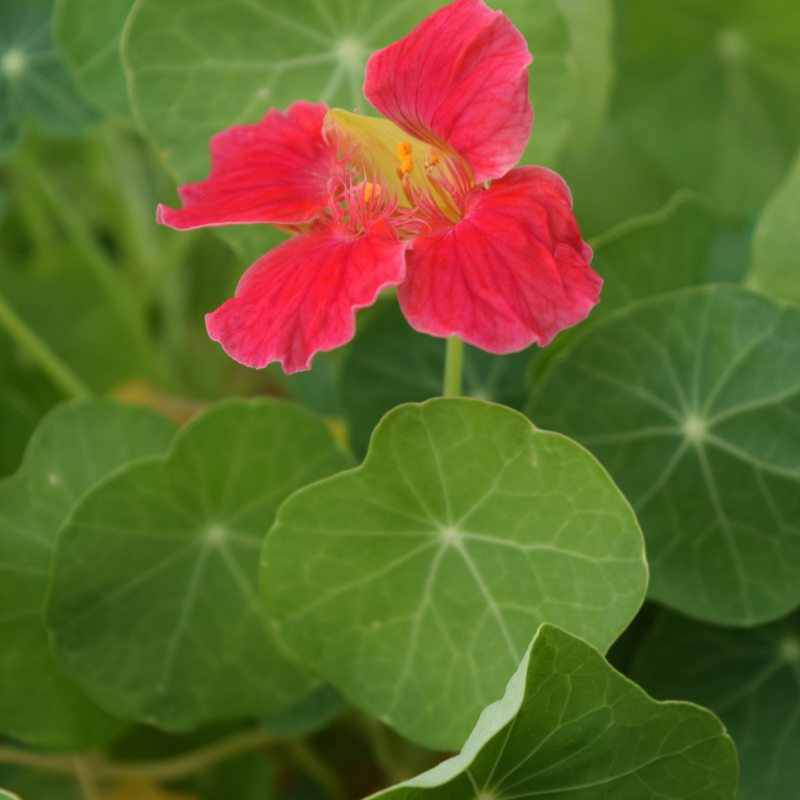 nasturtium cherry rose seeds Cherry Rose Nasturtium Seeds (Tropaeolum majus) Edible red-pink blooms – Terra Mater Gardens