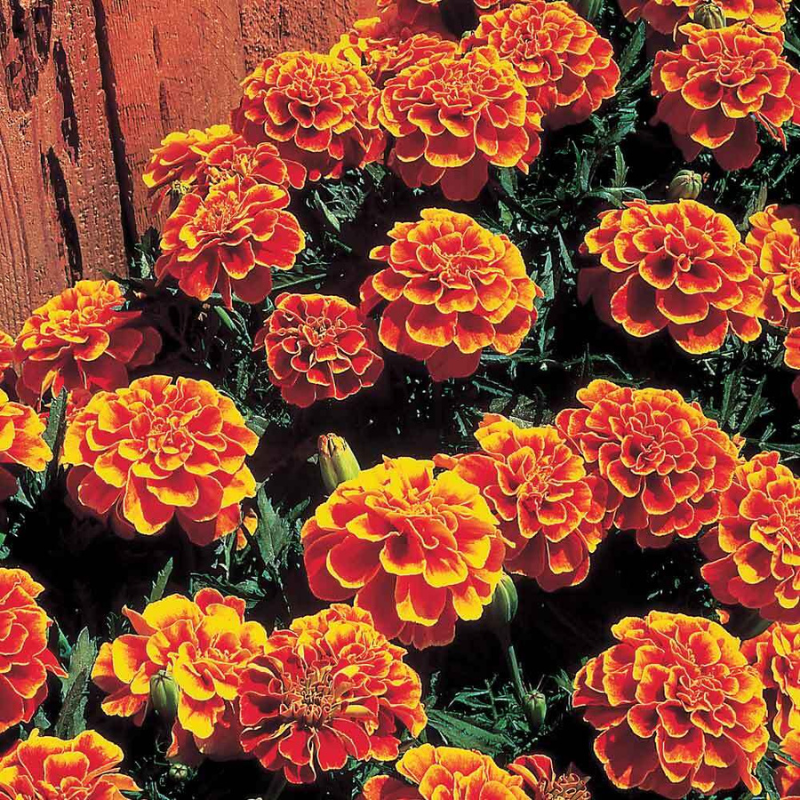 queen sophia marigold seeds Marigold Queen Sophia Seeds (Tagetes patula) Compact French marigold w – Terra Mater Gardens