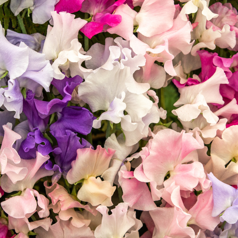 Bijou Mix Sweet Pea Seeds (Lathyrus odoratus) Dwarf sweet peas with fr ...