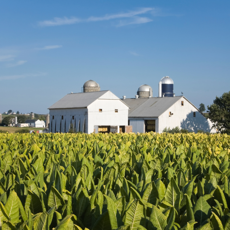 tobacco farms in pennsylvania Harvest Lancaster County- Garden Spot Village Lancaster County, Pennsylvania: Tobacco plants